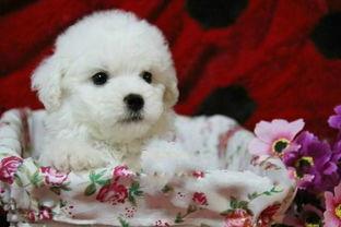 徐州爆料比熊事件最新,宠物悲剧引发社会关注与反思  第3张